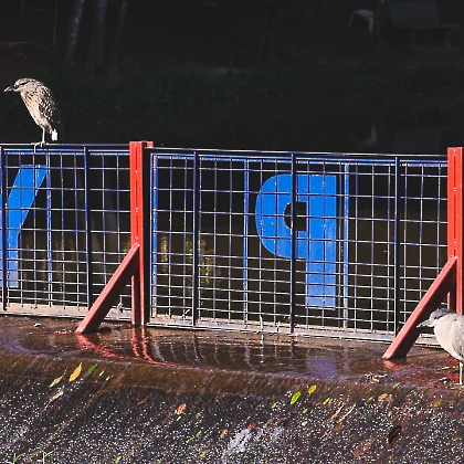 30 E 31.05.2026 - 4º TORNEIO LEMÃO BRAZ DE TÊNIS (2ª SEMANA)-89